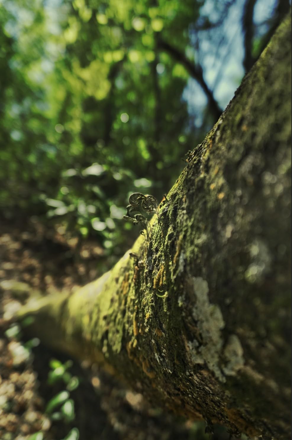 Viltrox AF 20mm f/2.8 FE Ultra-Wide Angle Prime Lens for Sony E-Mount Full Frame customer photo 2