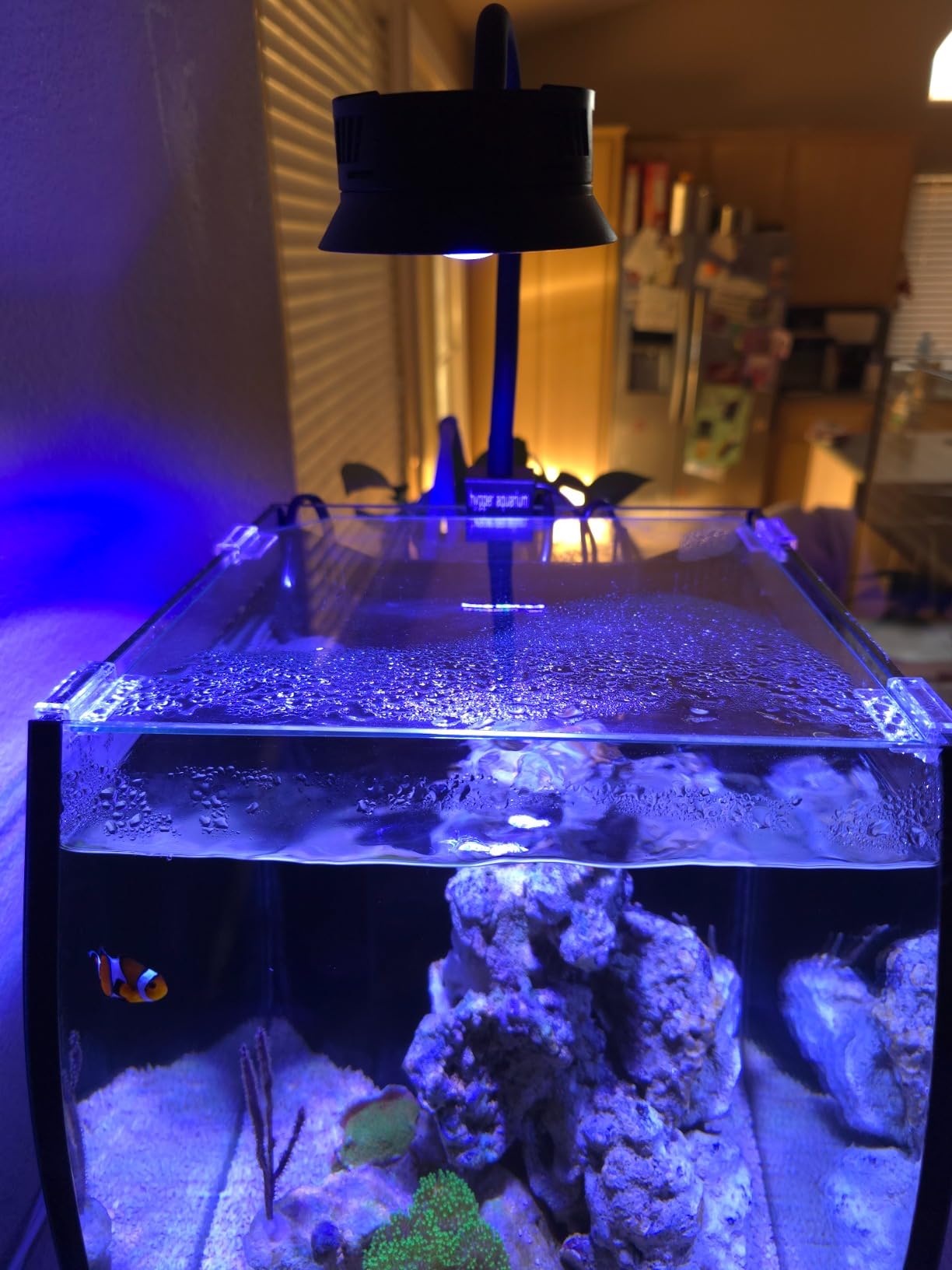 Aquatop 8.6 Gallon Bow Front Glass Aquarium Kit with Filter and LED Lighting customer photo 2