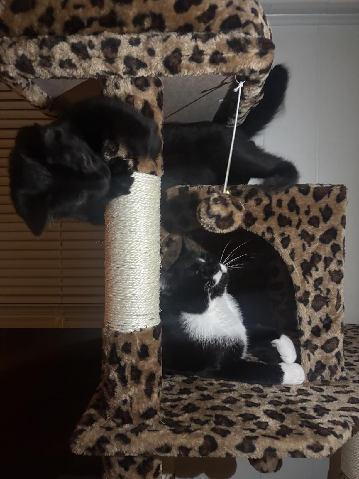 Globlazer Heavy Duty Cat Tree, 70 inch Sturdy Cat Tree for Indoor Cats Extra Large Cat Tower with Scratching Post, Hammock, Cat Condo for Adult Cats Kittens, F70 Pro, Light Grey customer photo 1