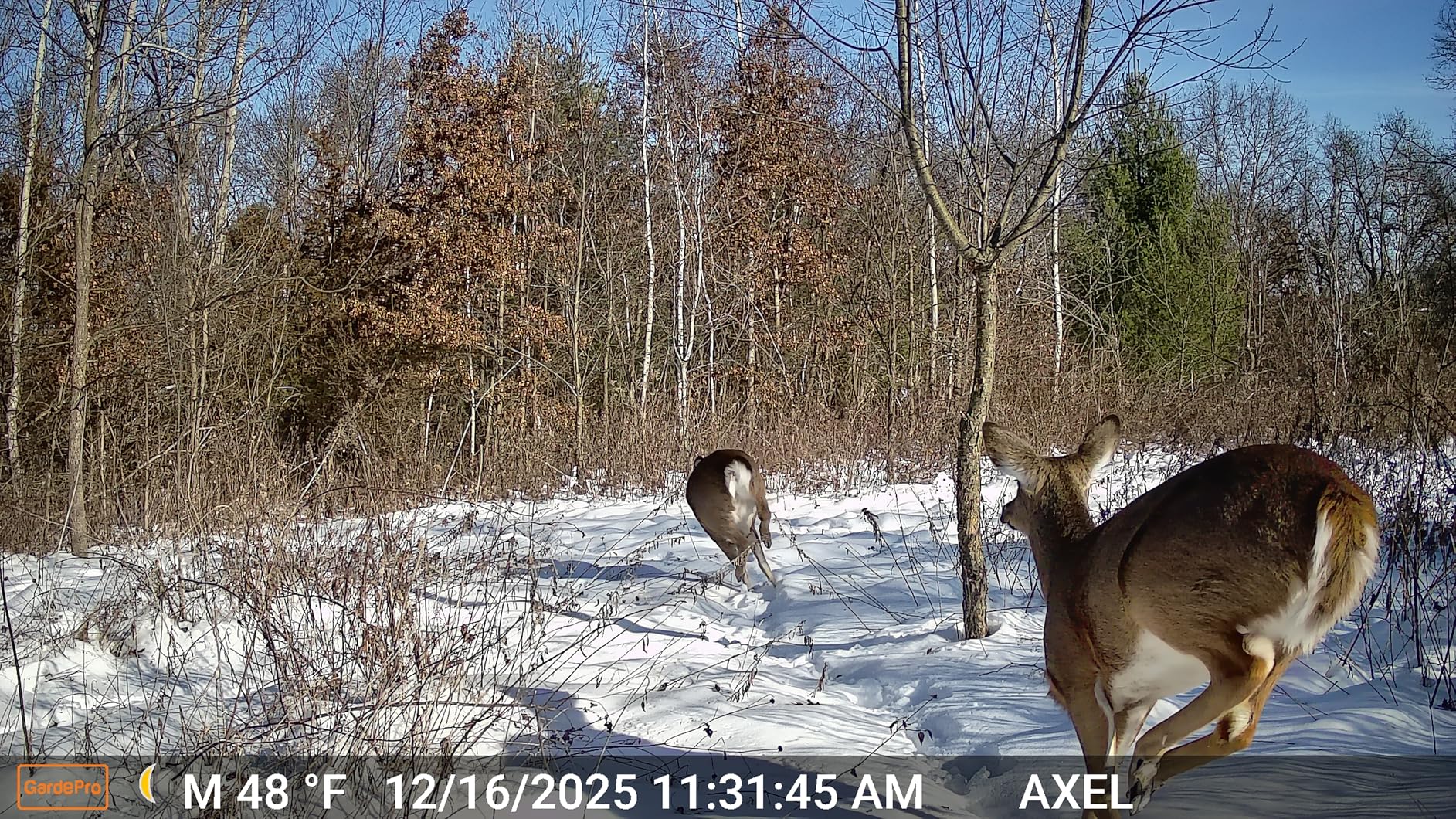 GardePro E5S 2-Pack Trail Camera (Non-Cellular, Non-WiFi), 64MP Photo & 1296P HD Video, 0.1s Trigger, 100ft No-Glow Night Vision, Motion Activated Wildlife Camera customer photo 1