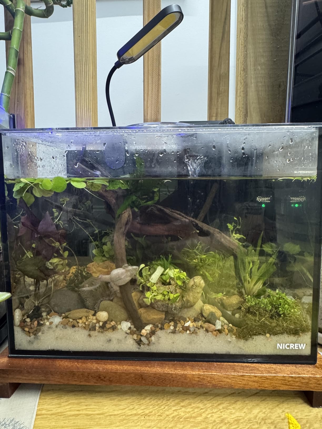 NICREW 2.5 Gallon Nano Nature Aquarium Kit, Ultra-Clear Rimless Desktop Fish Tank with Light, Filter, Gravel and Rock, Perfect for Small Fish, Shrimp, or Betta, Complete Version, Black customer photo 2