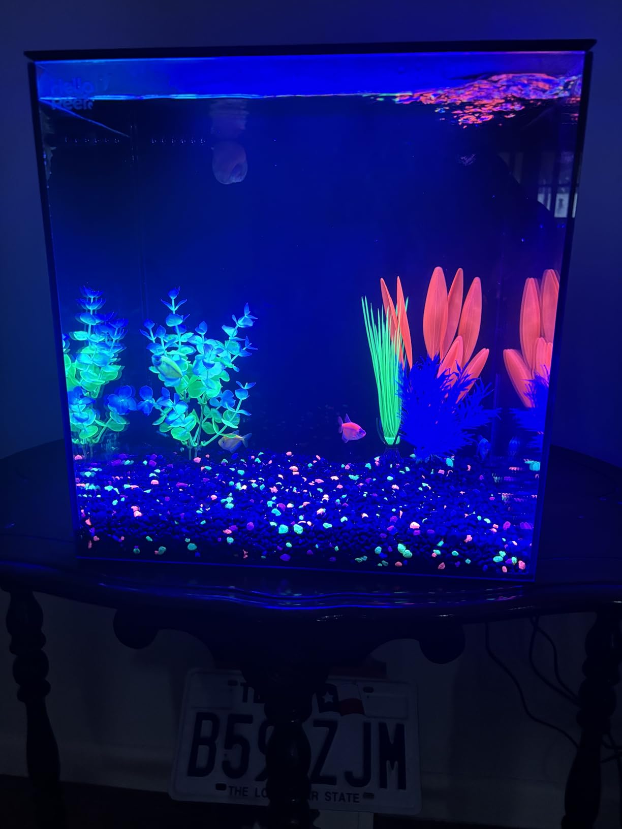 HelloReef 15 Gallon Glofish Complete Freshwater Aquarium Kit with App Controlled Smart LED Lighting, Filtration, Glofish Decor customer photo 1
