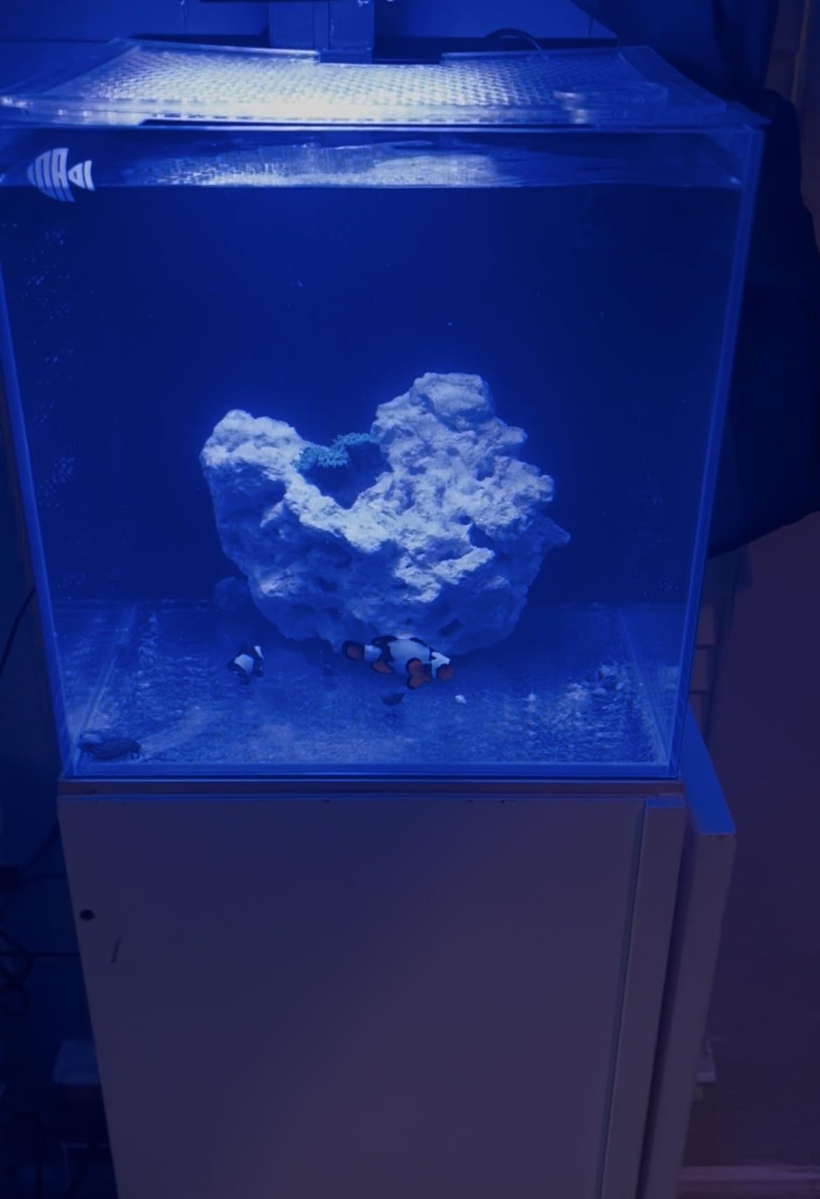 Coralland 8-Gallon Saltwater Aquarium - Ultra Clear Low Iron Glass, 45° Angled Joint Design customer photo 1