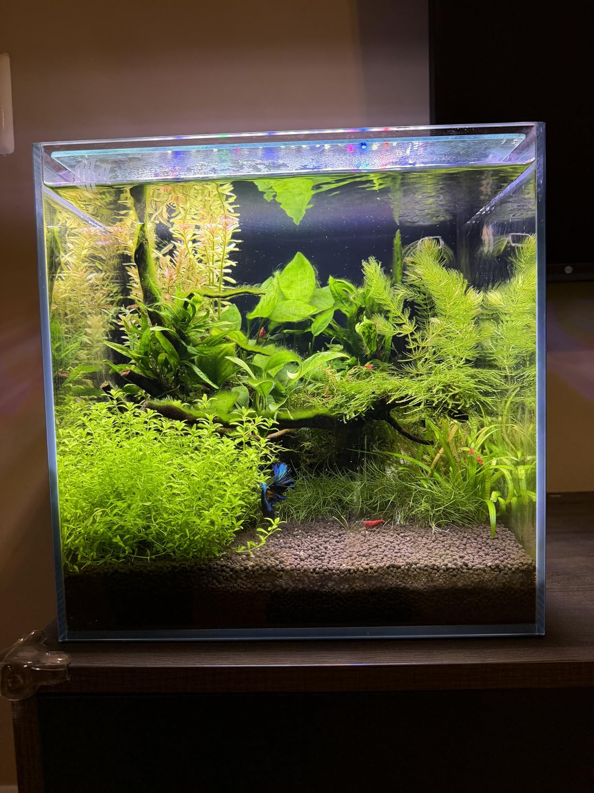 Coralland 8-Gallon Saltwater Aquarium - Ultra Clear Low Iron Glass, 45° Angled Joint Design customer photo 2