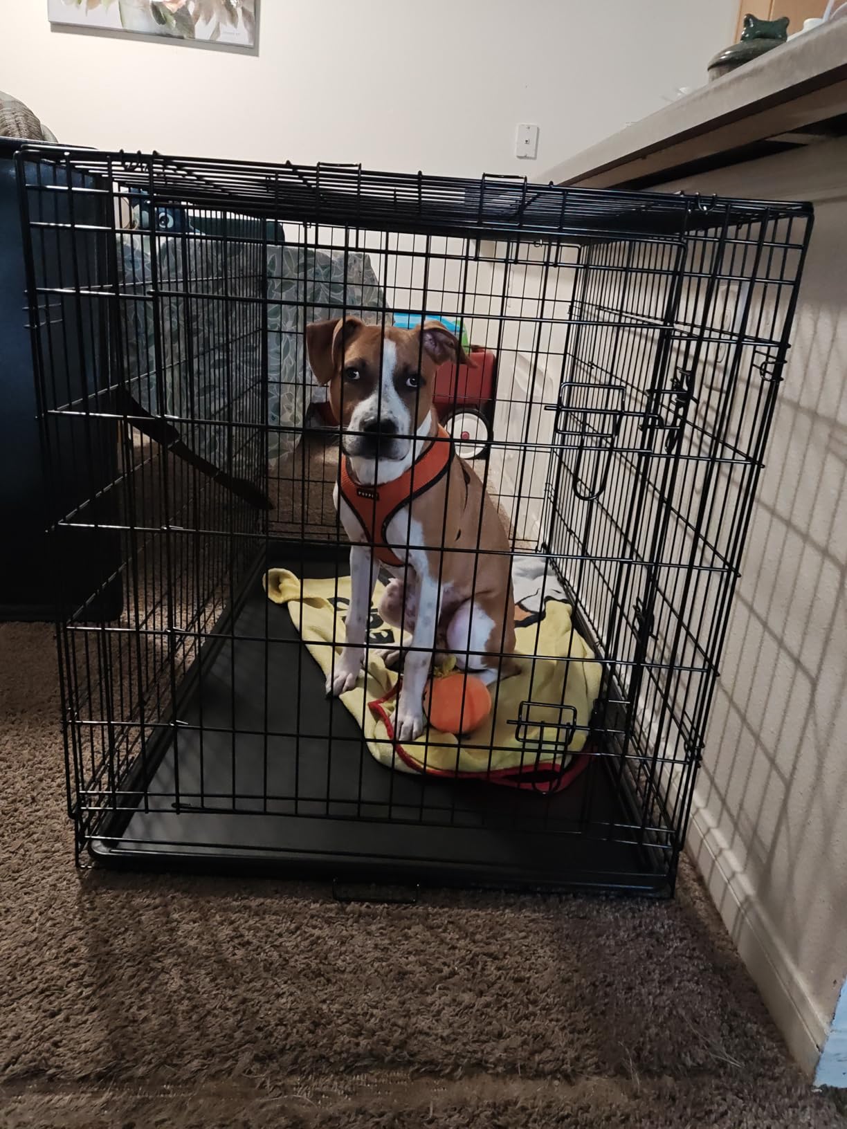 FDW Extra Large Dog Crate Dog Kennel Cage with Double Door, 48 inch Folding Metal Wire Dog Cage with Removable Tray&Divider Panel,Pet Crate for Large Dogs,Black customer photo 2