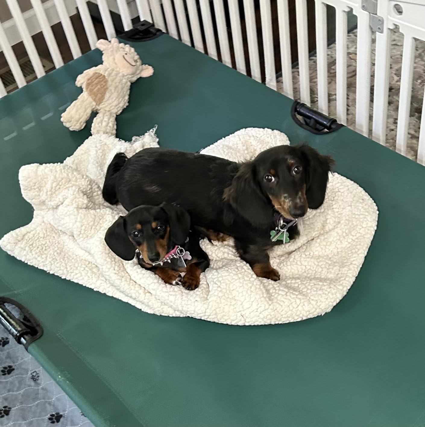 MADE 4 PETS Elevated Outdoor Dog Bed for Extra Large Dogs - Heavy-Duty Raised Cot with Breathable Cooling Mesh, No-Slip Feet, Chew-Resistant Frame, Indoor & Outdoor Pet Hammock, 49