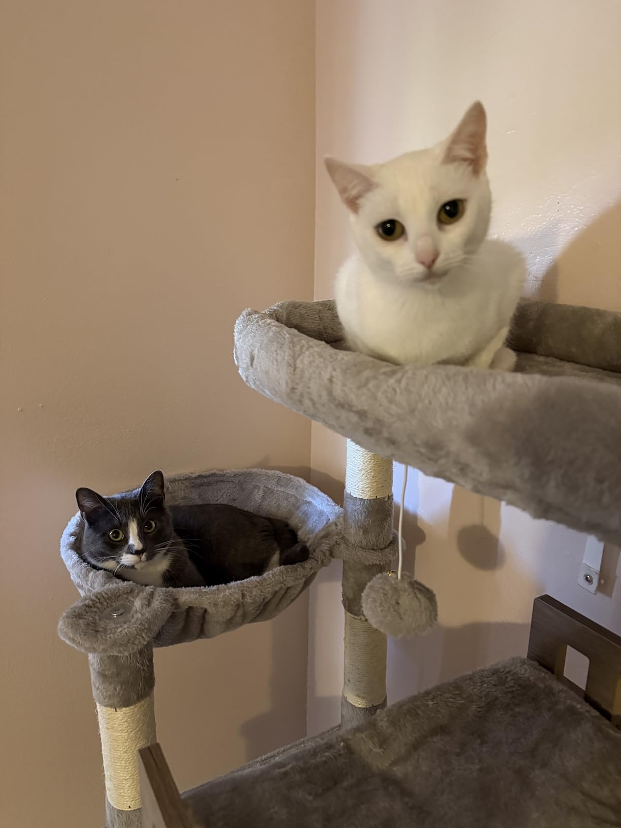 Gitelsnour Maine Coon Cat Tree, Heavy Duty Cat Tree for Indoor Cats Large Adult, Cat Tower for Large Cats 20 lbs+ with Hammock, 2 Big Perches, 2 Cat Condos, 15 Scratching Posts, Smoky Gray GCT033G customer photo 1