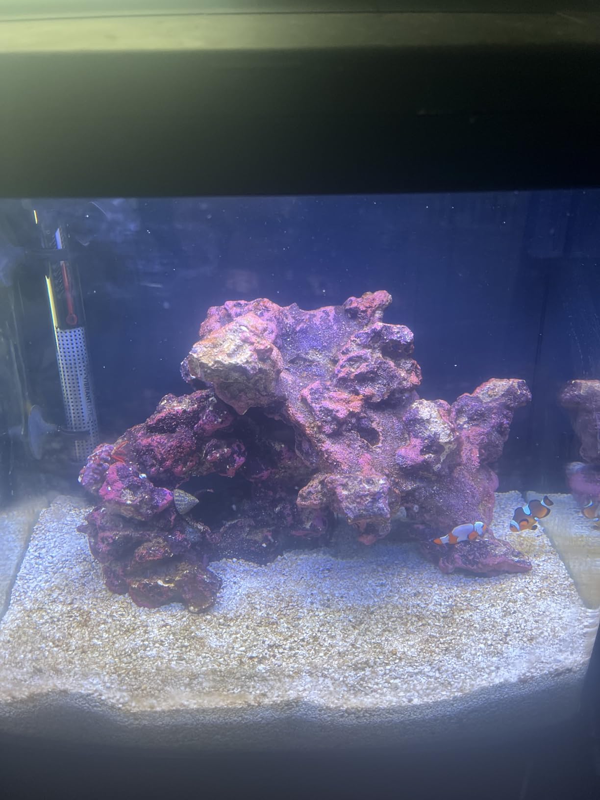 Coralife SMART BioCube Jr, Aquarium Kit, Wi-Fi and Bluetooth Compatible, for Saltwater and Freshwater Environments, 14 Gallons customer photo 2