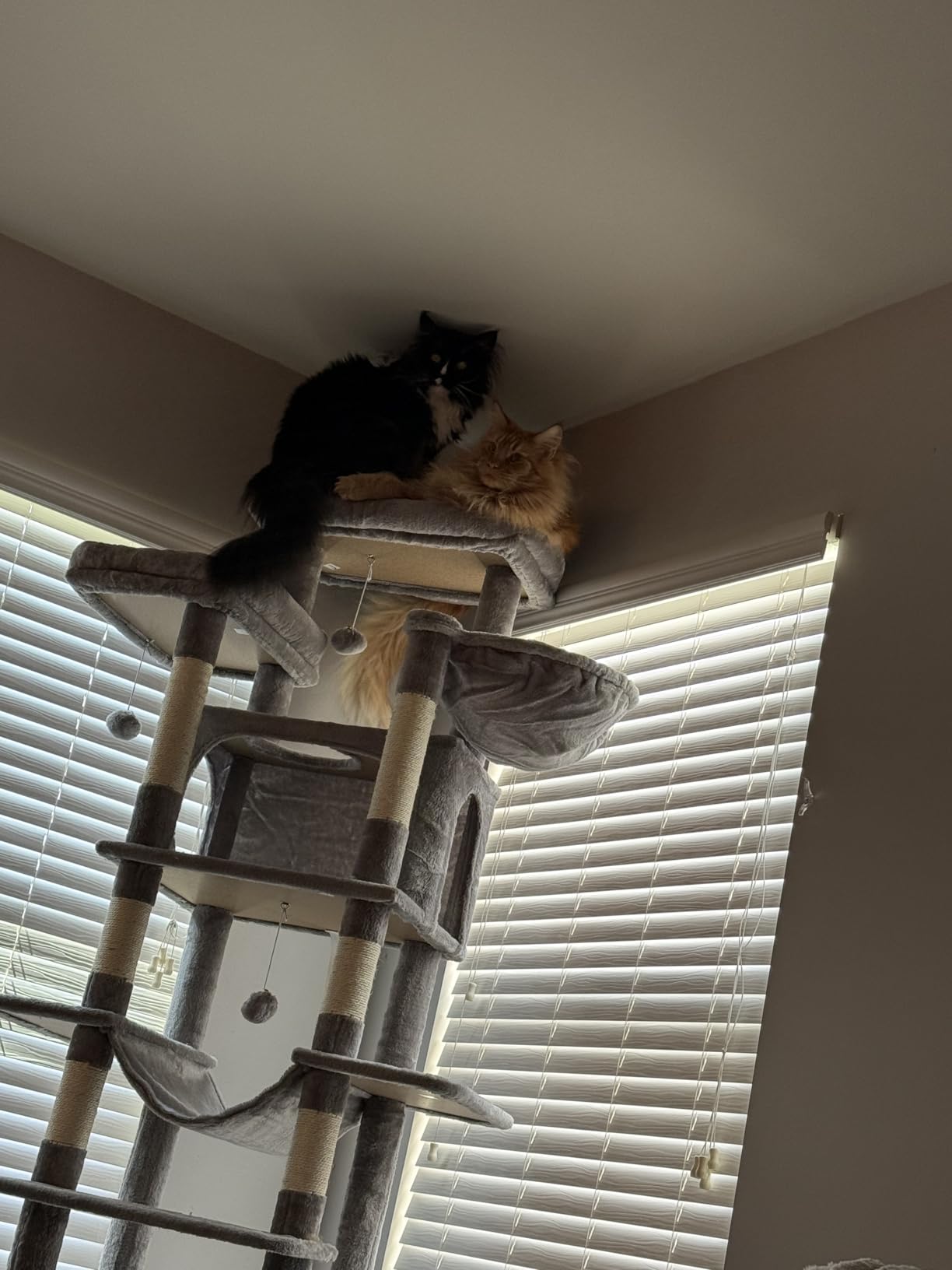 Globlazer XXL Giant Cat Tree, 83 Inch Heavy Duty Tall Cat Tower for Indoor Cats Large Adult, Multi-Level Large Cat Condo with 8 Scratching Posts, Hammock, 2 Cat Caves, 2 Platform, F83B, Dark Grey customer photo 2