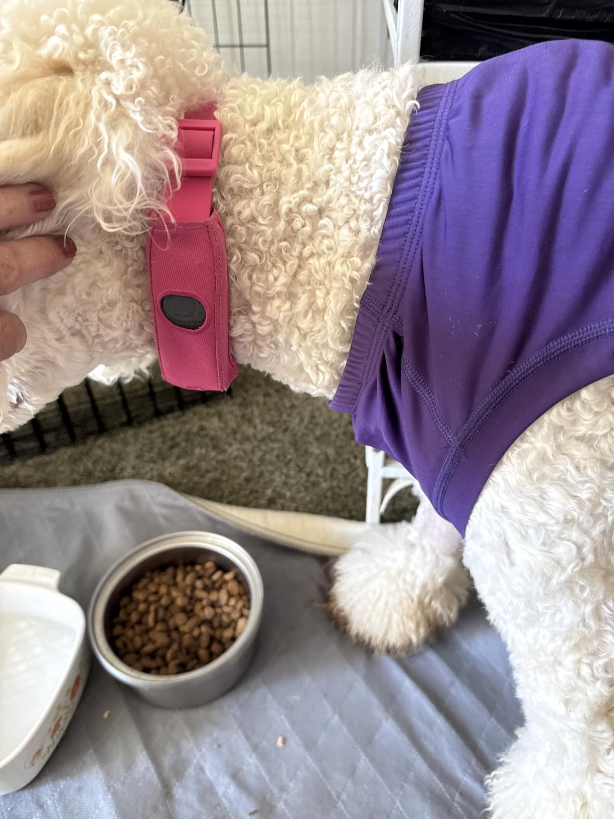 Halo Collar 5 Wireless Dog Fence & GPS Dog Collar, Keep Your Dog Safely Contained Outdoors with App-Controlled Boundaries and Real-Time Tracking, One Size, Blaze customer photo 1