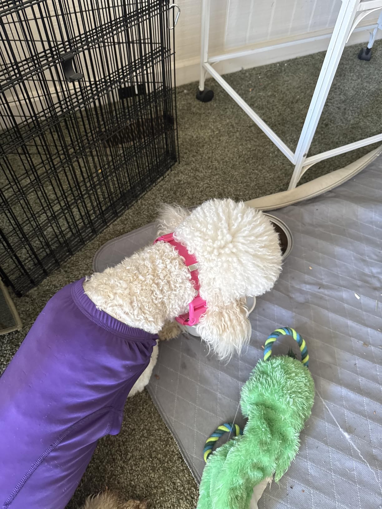Halo Collar 5 Wireless Dog Fence & GPS Dog Collar, Keep Your Dog Safely Contained Outdoors with App-Controlled Boundaries and Real-Time Tracking, One Size, Blaze customer photo 2