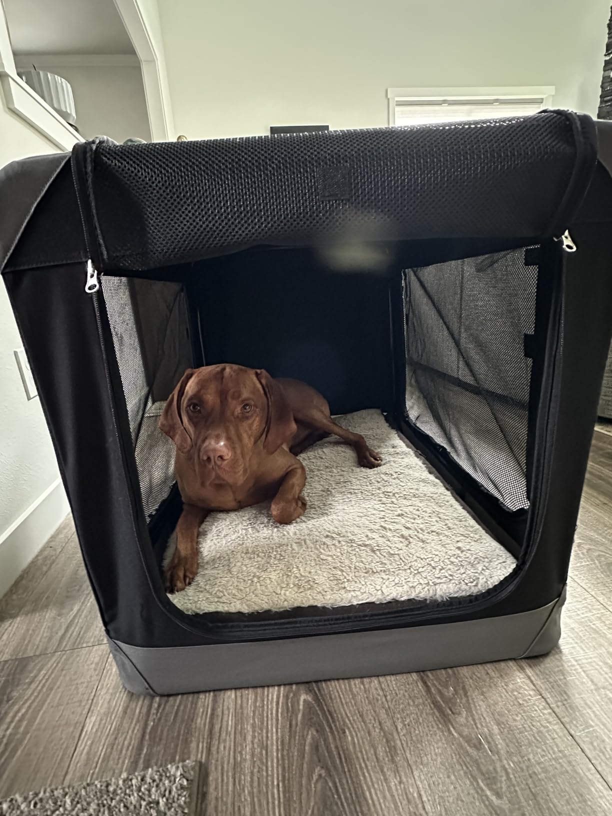 Feandrea Collapsible Dog Crate, Portable Oxford Fabric Pet Travel Crate with 4 Mesh Doors, Handles, Pocket, 36 Inches, for Large Dogs, Ink Black and Dove Gray customer photo 1