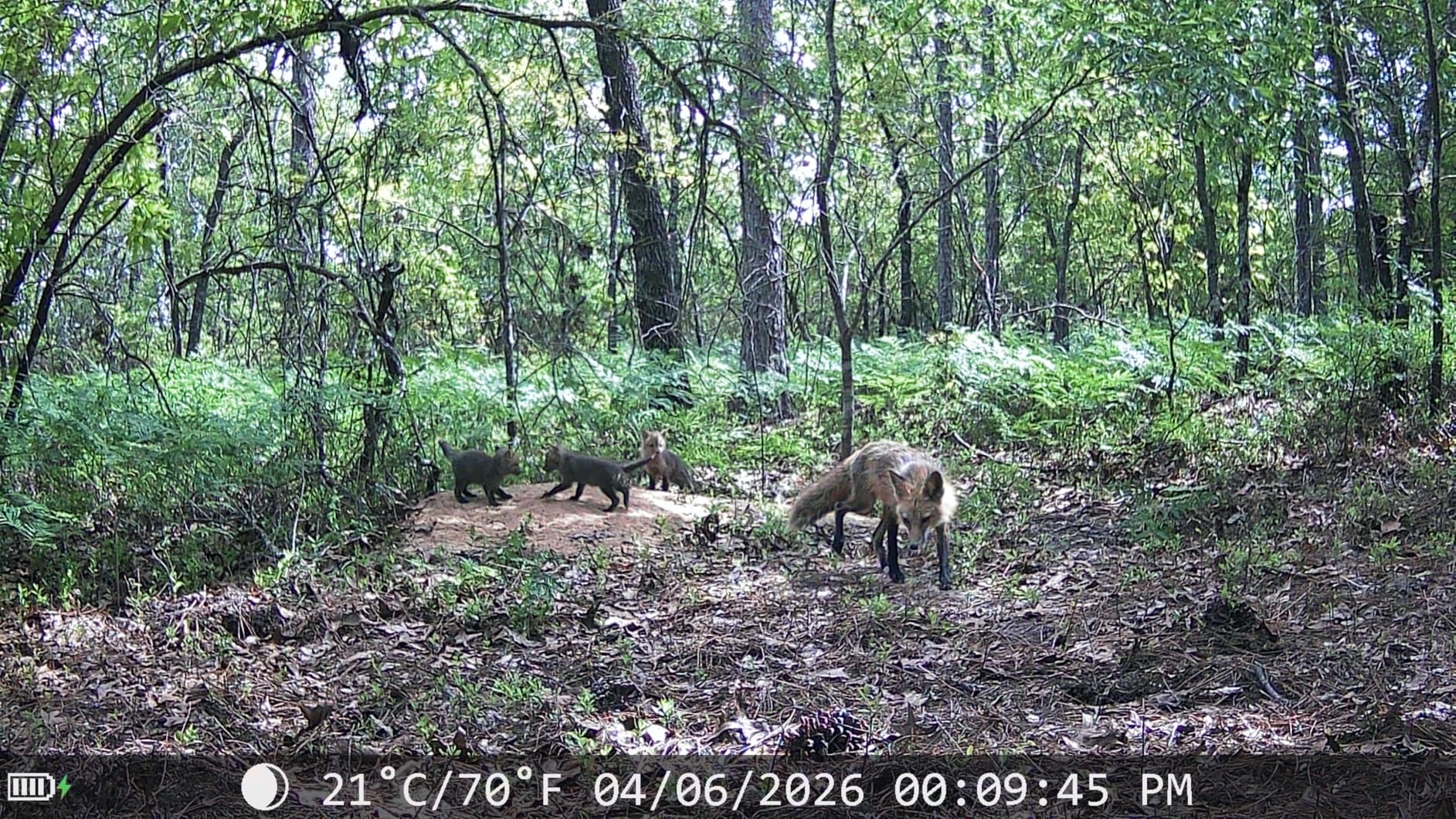 MAXDONE Solar Trail Camera 2 Pack - 4K 64MP WiFi Bluetooth Solar Deer Camera with Night Vision Motion Activated, Game Camera IP66 Waterproof, Wildlife Cameras Built-in Battery Rechargeable Power customer photo 1