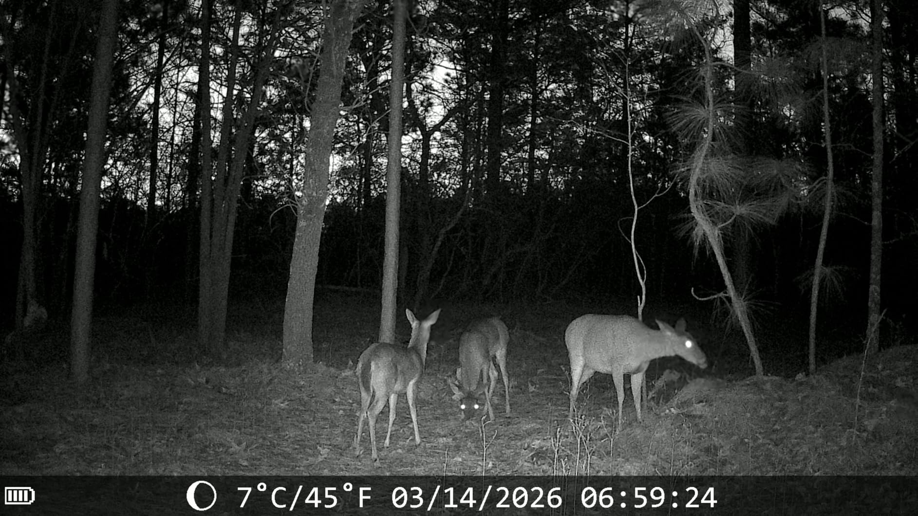 MAXDONE Solar Trail Camera 2 Pack - 4K 64MP WiFi Bluetooth Solar Deer Camera with Night Vision Motion Activated, Game Camera IP66 Waterproof, Wildlife Cameras Built-in Battery Rechargeable Power customer photo 2