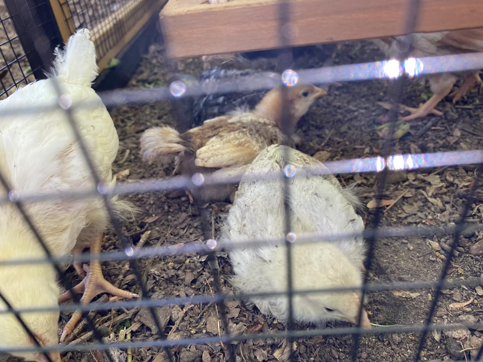 PETSFIT Wooden Chicken Coop for 2-4 Chickens, Backyard Coop with Run, 2 Nesting Boxes customer photo 1