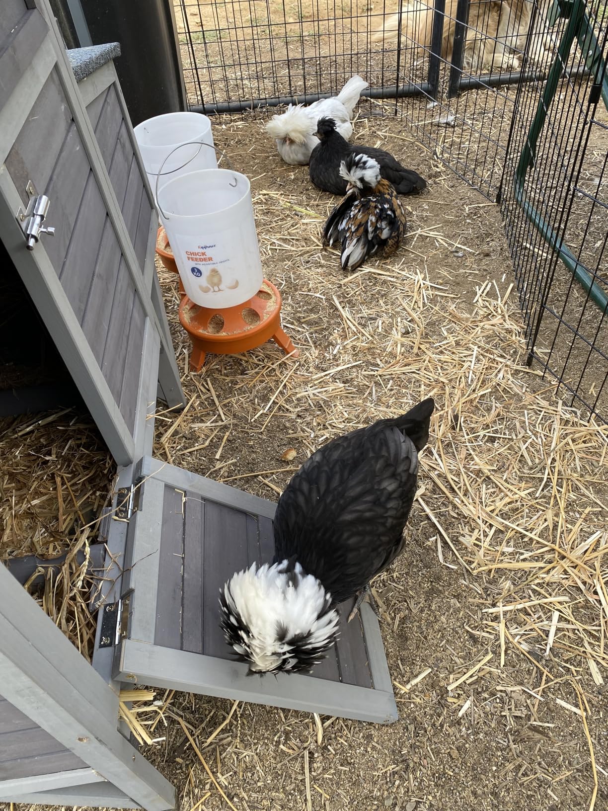 Aivituvin Large Chicken Coop for 4-6 Chickens, Reinforced Outdoor Wooden Hen House with 4 Sectionable Nesting Box customer photo 1