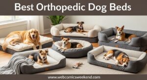 Best Orthopedic Dog Beds