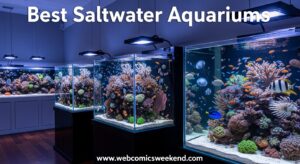 Best Saltwater Aquariums