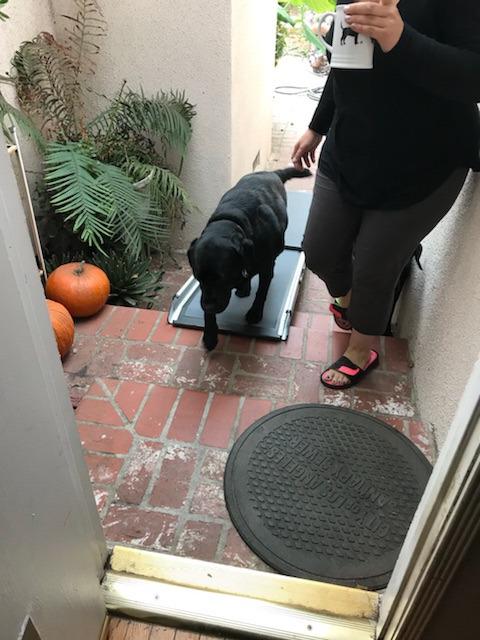 Solvit 62337 Deluxe Telescoping Pet Ramp, Standard (62305) | Extends 39-72 in to Reach Vans & SUVs, High-Traction Surface, Side Rails, Folds with Safety Latch, Supports Dogs up to 400 Lb customer photo 1