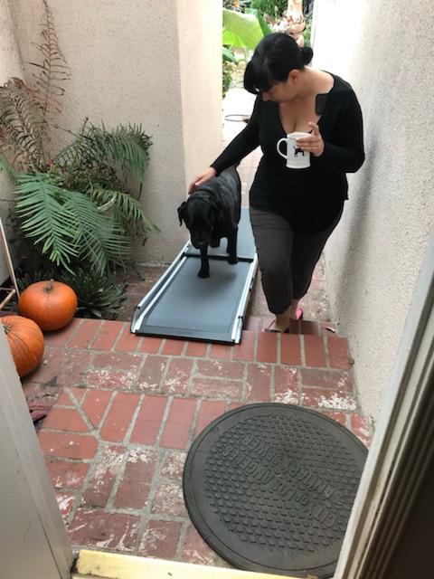 PetSafe Happy Ride Extra Long Telescoping Dog Ramp, Portable Pet Ramp for Cars, Trucks & SUVs with Adjustable Sizing | Extends 47-87 in to Reach Tall Trucks & SUVs, Rubber Feet, Side Rails, Safety Latch for Storage, Supports Dogs up to 300 Lb customer photo 1