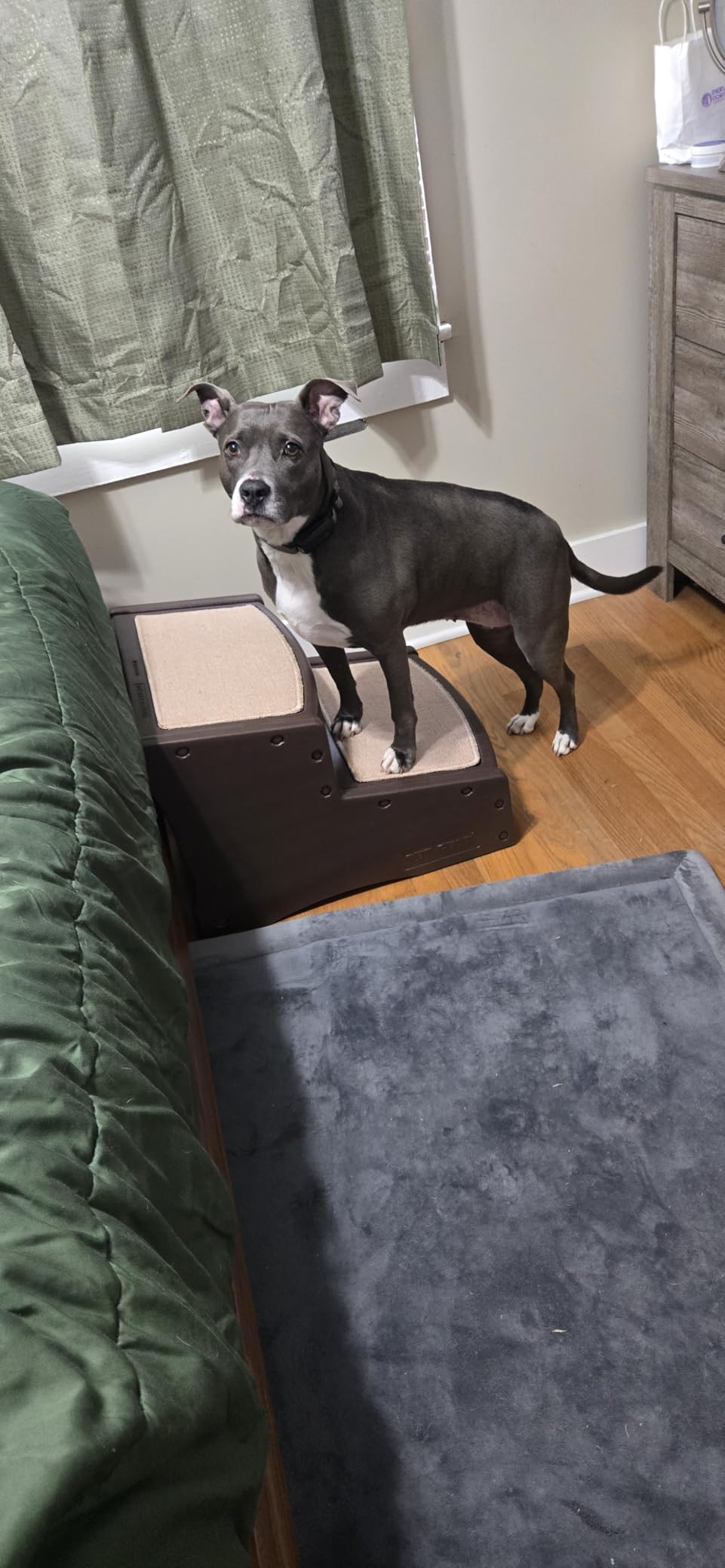 Pet Gear Easy Step II Extra Wide Pet Stairs, 2 Step for Dogs/Cats up to 200 Pounds, Removable/Washable Carpet, Easy Assembly (No Tools Required) customer photo 2