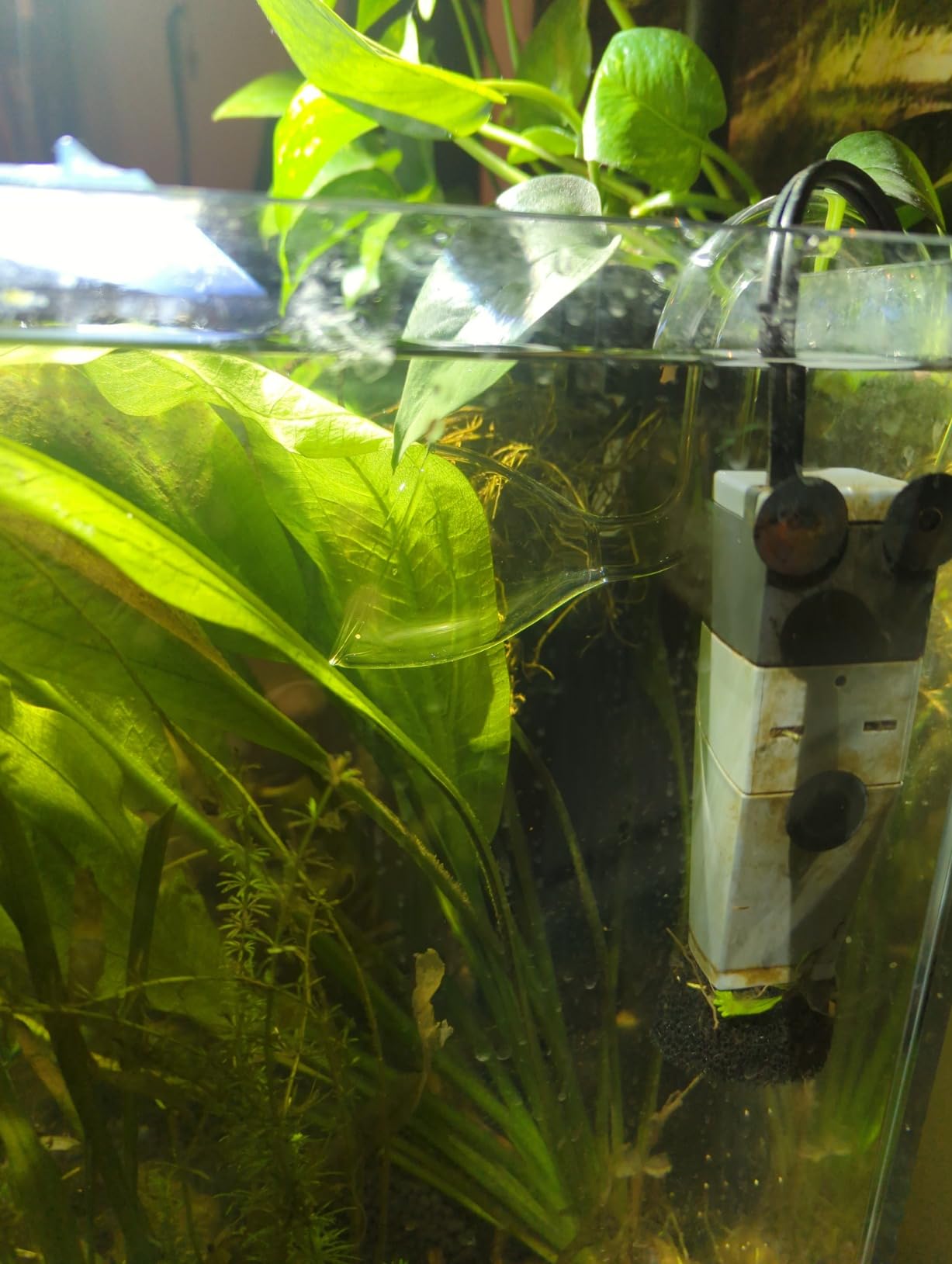 SunSun HW-302 3-Stage External Canister Aquarium Filter 264GPH customer photo 1