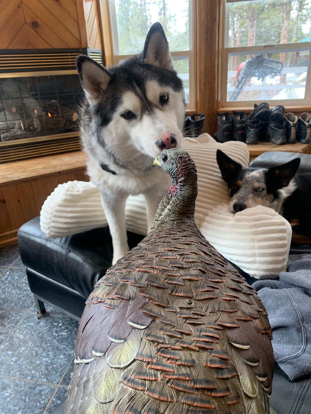 Avian X LCD Breeder Hen Turkey Decoy customer photo 1