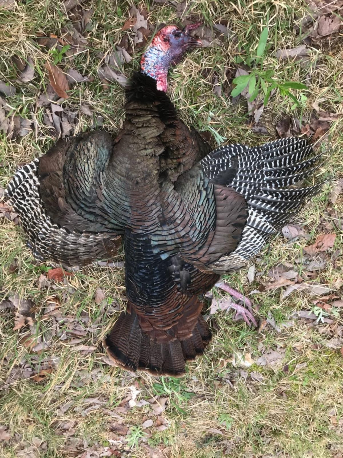 AVIAN-X LCD Feeder Hen Turkey Decoy | Durable Realistic Lifelike Collapsible Standing Hunting Decoy with Carry Bag & Stake, AVX8007 customer photo 1