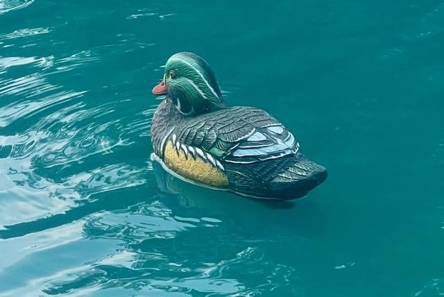 Higdon Outdoors Standard Wood Duck Floater Decoys | Ultra Realistic Drake & Hen Decoys for Waterfowl Hunting | Foam-Filled | 6pk customer photo 2