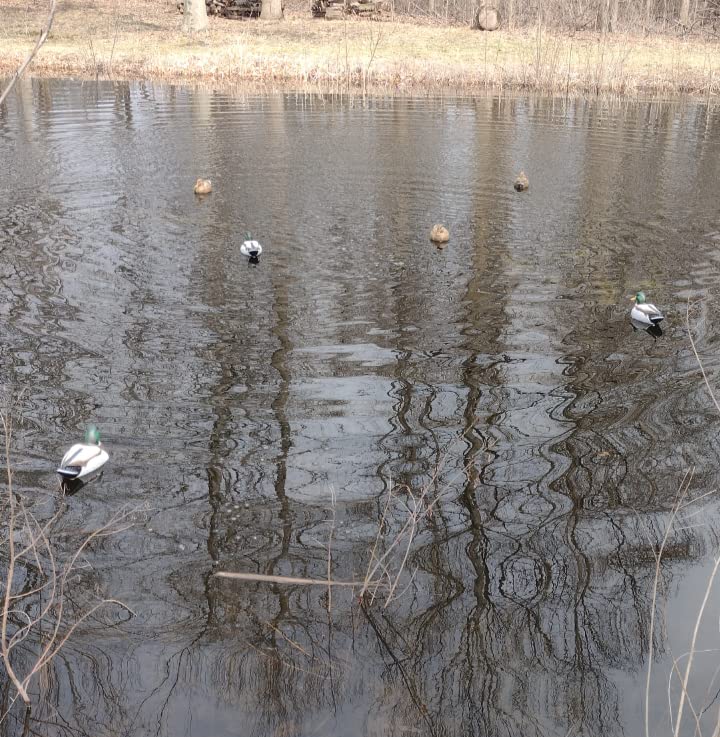 Flambeau Outdoors Storm Front 2 Mallard Decoys, Classic Floaters, 6-Pack customer photo 2