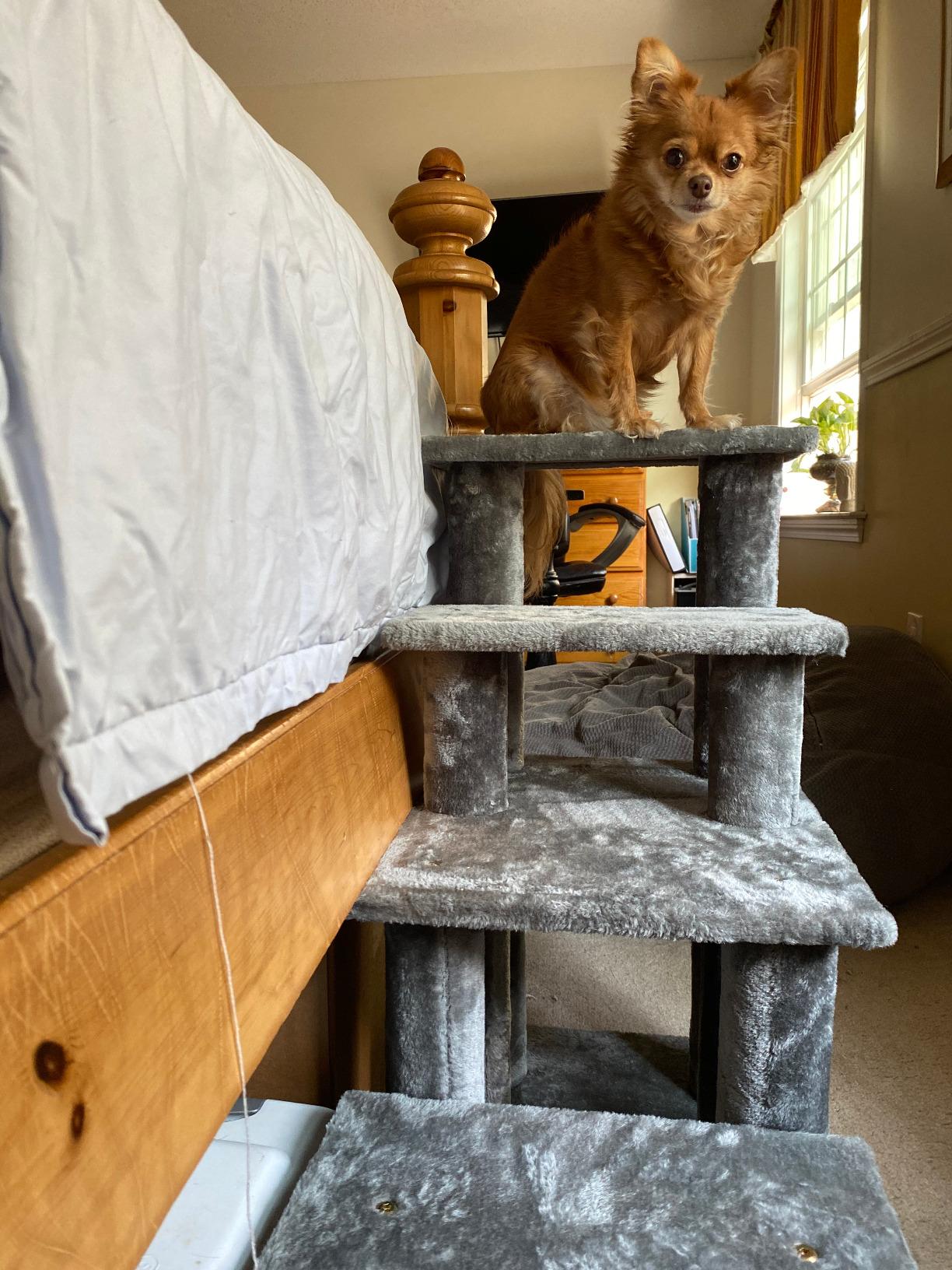 Furhaven Steady Paws Multi-Step Pet Stairs for High Beds & Sofas - Cream, 3-Step customer photo 2