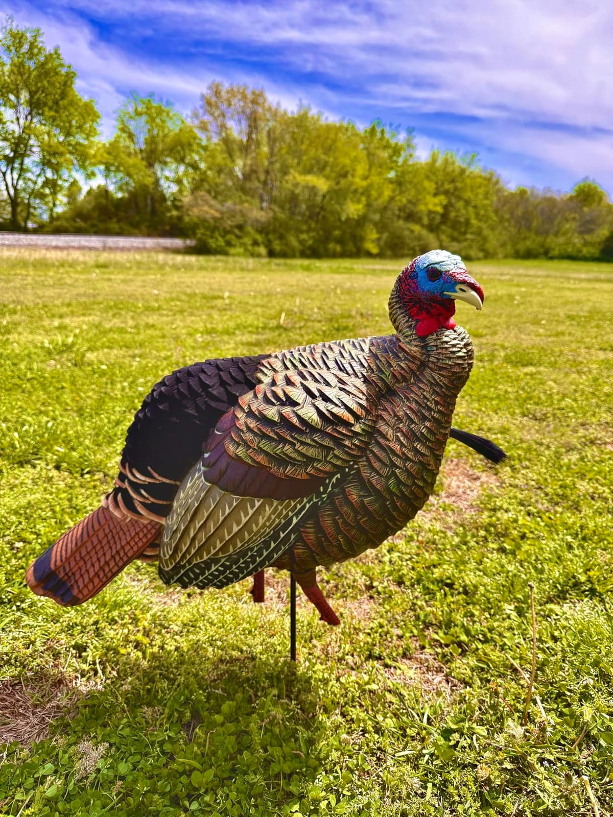 Avian-X HDR Jake Turkey Decoy | Rugged Durable Realistic Lifelike Quarter-Strut Body Standing Hunting Decoy with 2 Removable Heads, Mounting Stake & Carry Bag customer photo 1
