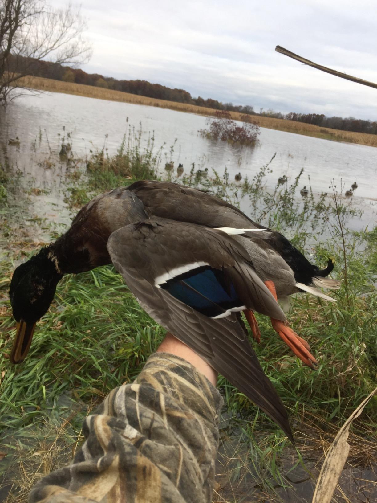 Avery GHG Essential Mallard Duck Decoys - 12 Pack customer photo 1