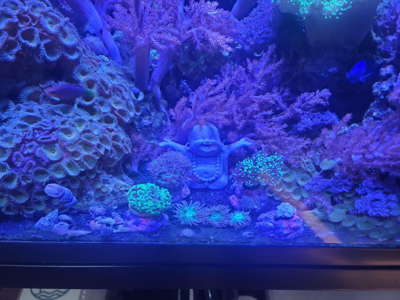 VIPARSPECTRA 165W LED Aquarium Light Dimmable Full Spectrum LED Reef Lights | LED Lamps for Coral Saltwater Fish Tank, Remote/Timer Control, Programmable Auto On/Off, Dual Channel Brightness 0-100% customer photo 2