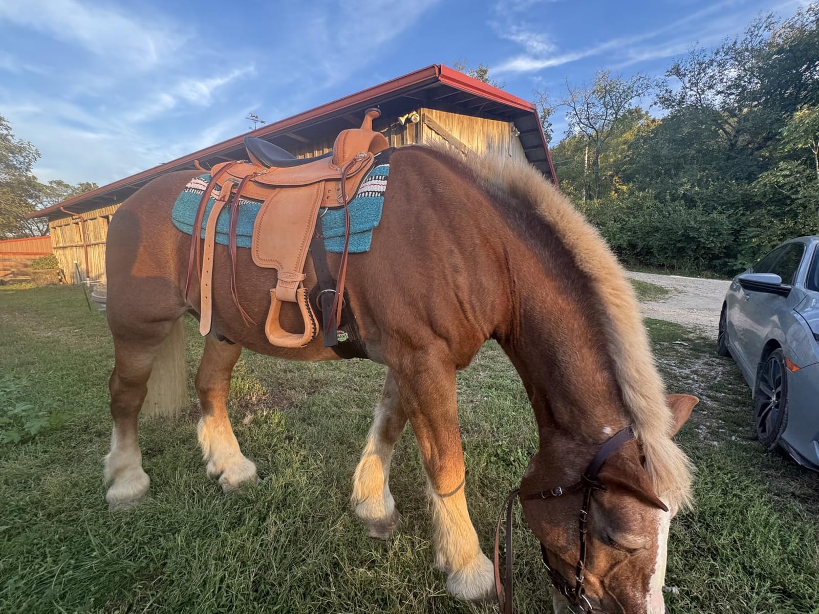HILASON Draft Horse Saddle Tan 9-Inch Gullet Western Trail customer photo 1