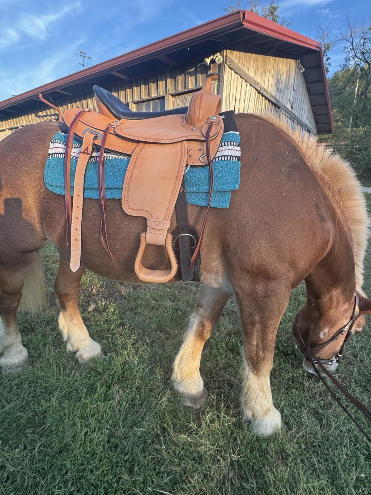 HILASON Draft Horse Saddle Tan 9-Inch Gullet Western Trail customer photo 2