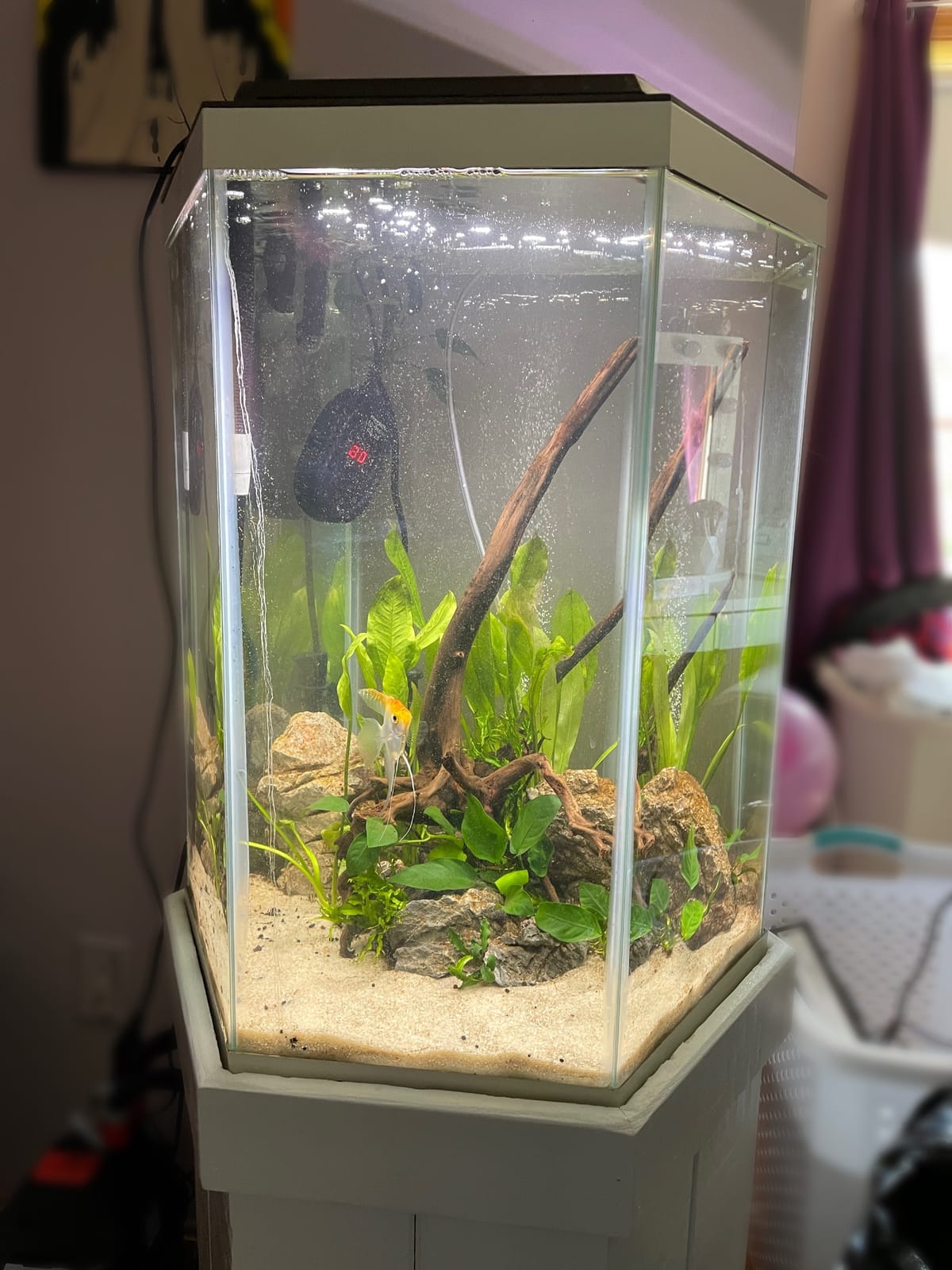 Fluval Plant 3.0 LED Planted Aquarium Lighting, 22 Watts, 15-24 Inches customer photo 1