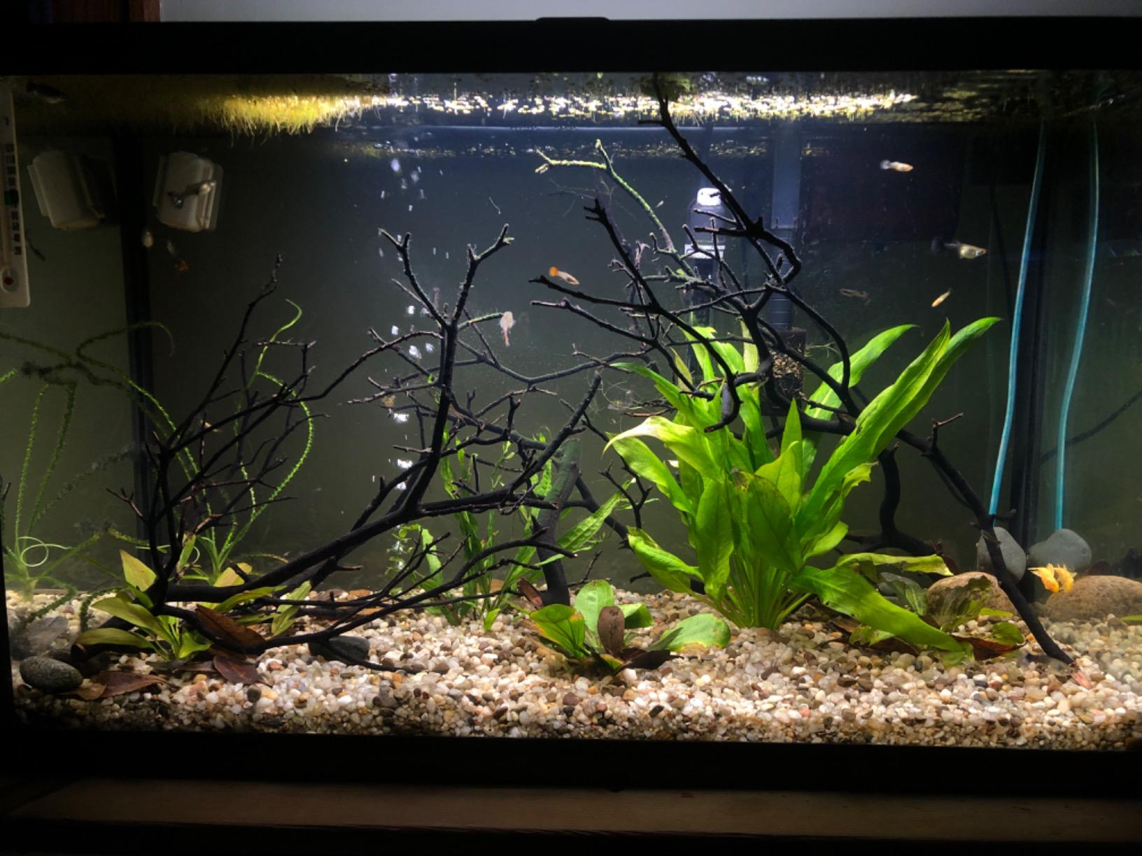 Fluval Plant 3.0 LED Planted Aquarium Lighting, 22 Watts, 15-24 Inches customer photo 2