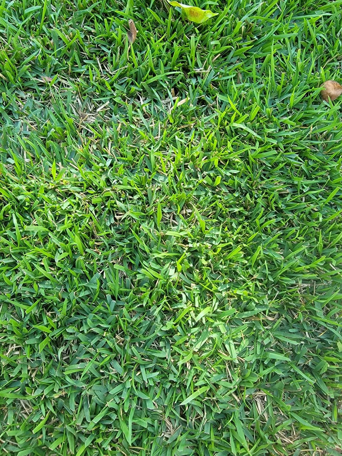 Scotts 716-18S 18-Inch 7-Blade Push Reel Lawn Mower, Green customer photo 1
