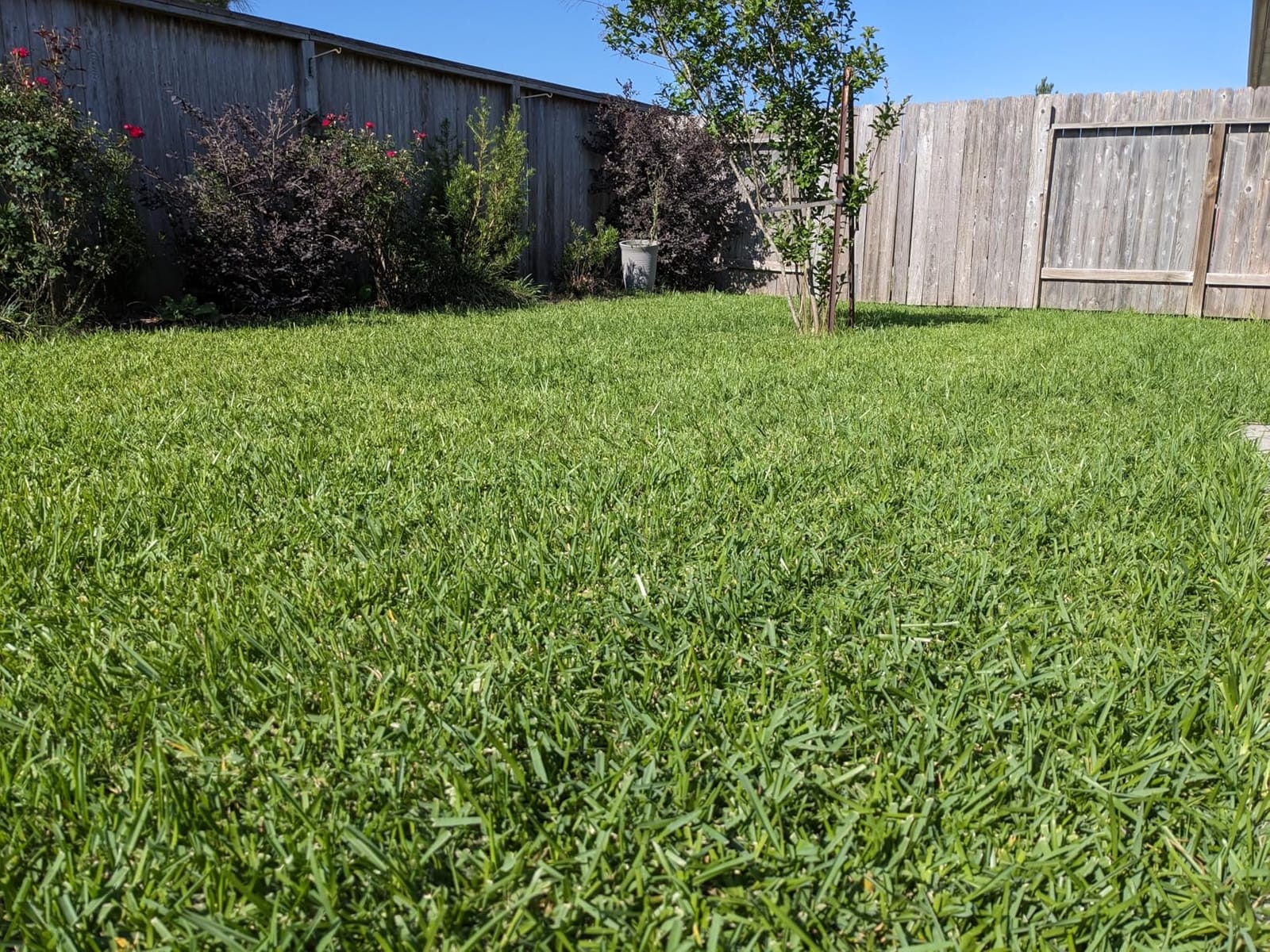 Scotts 716-18S 18-Inch 7-Blade Push Reel Lawn Mower, Green customer photo 2