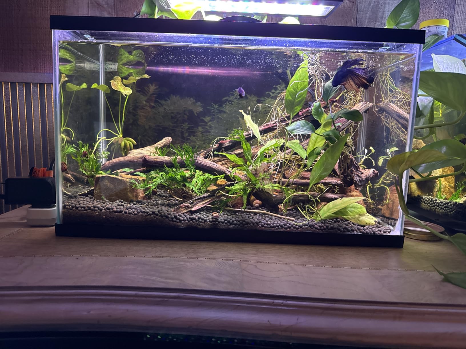 hygger Clip On 24/7 Lighting Aquarium LED Light, Sunrise-Daylight-Moonlight and DIY Mode, Adjustable Timer/Brightness Fish Tank Light with 7 Colors for Planted Tank (14W for 12~20in Tank) customer photo 2