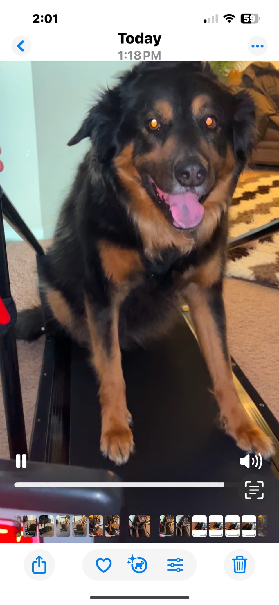 Lifepro PawRunner Dog Treadmill for Small & Medium Dogs, Remote Control | Indoor Dog Exercise Treadmill, Quiet Motor, Manual Incline, Safety Key, LCD Display for Small & Medium Dogs up to 130 lb customer photo 1