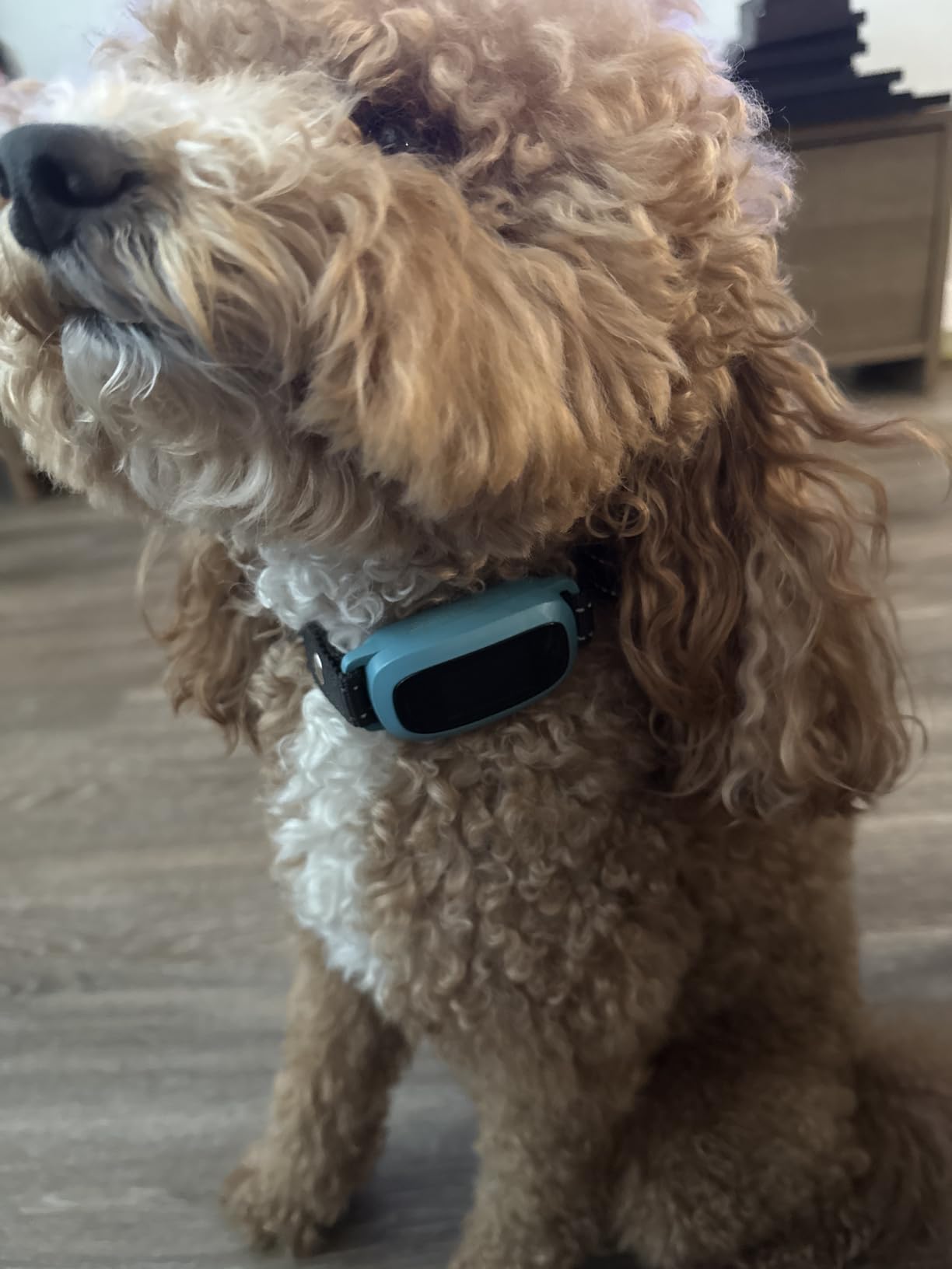 FAFAFROG Dog Bark Collar, Rechargeable Smart Collar, Anti Barking Training Collar with 5 Adjustable Sensitivity Beep Vibration, Bark Collar for Large Medium Small Dogs (Black) customer photo 1