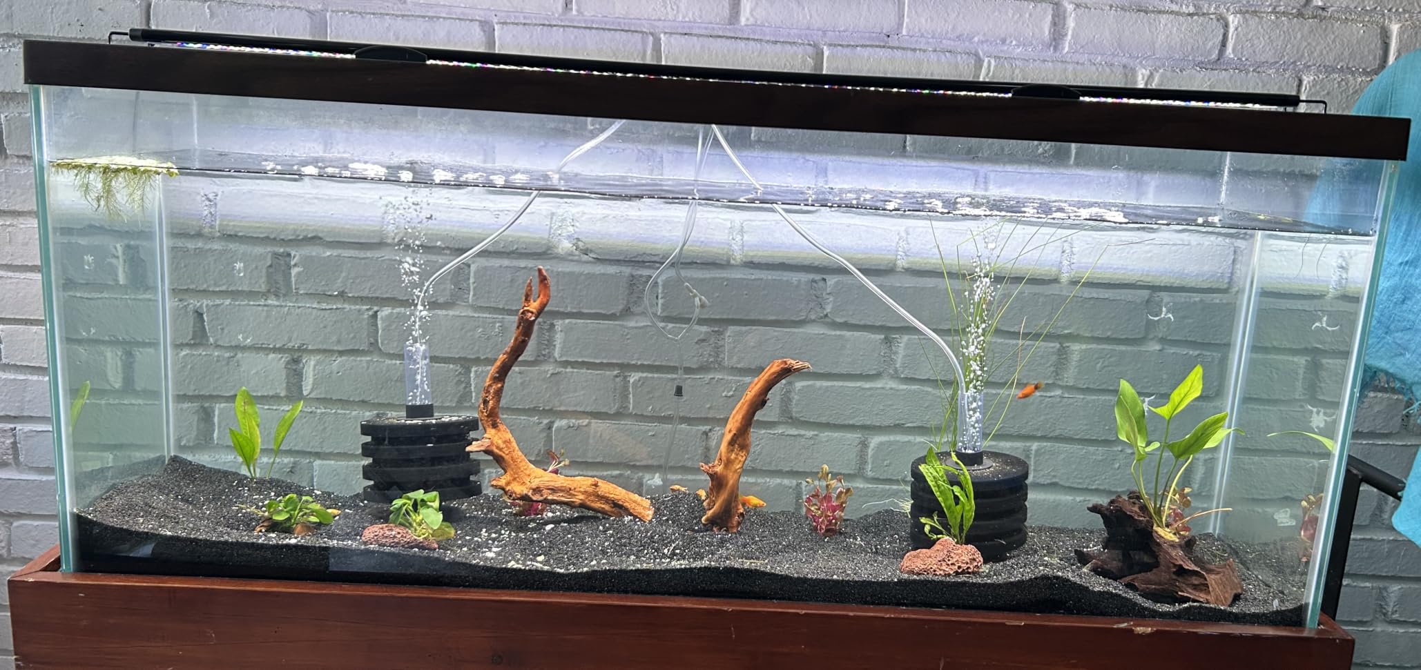 SEAOURA Led Aquarium Light for Plants-Full Spectrum Fish Tank Light 18-24'' | WRGBP Aquarium Plant Light with Timer for Freshwater Tank, 10 Brightness, Extend Brackets, Daylight, Moonlight, Auto On/Off customer photo 2