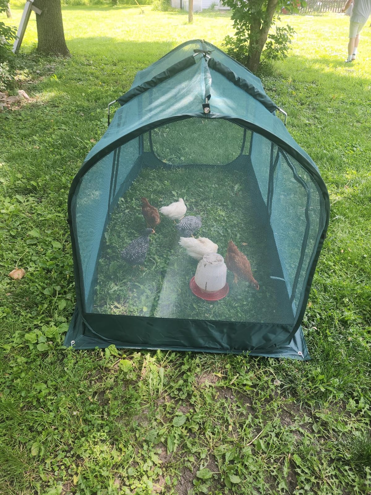 ANC POP Portable Chicken Run Large Pop-Up Chicken Pen for Small Animals Outdoor Gardening Net with 3 Doors and Handbag, Easy to Install and Storage, Green customer photo 1