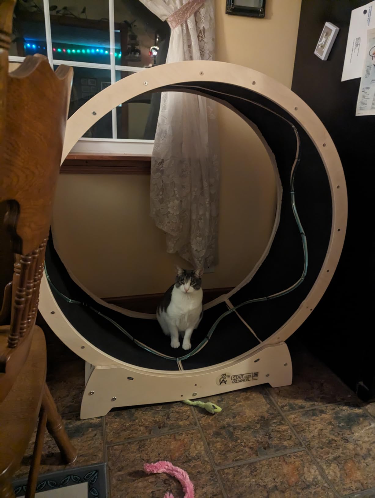 Star Cat Wheel, Cat Treadmill, Exercise Wheel for Running, Spinning, Scratching, and Climbing for Indoor Cats, Premium Birch Wood, Eco-Friendly, Moving Fish, Wide Running Track, 41.7 inch L Size customer photo 2