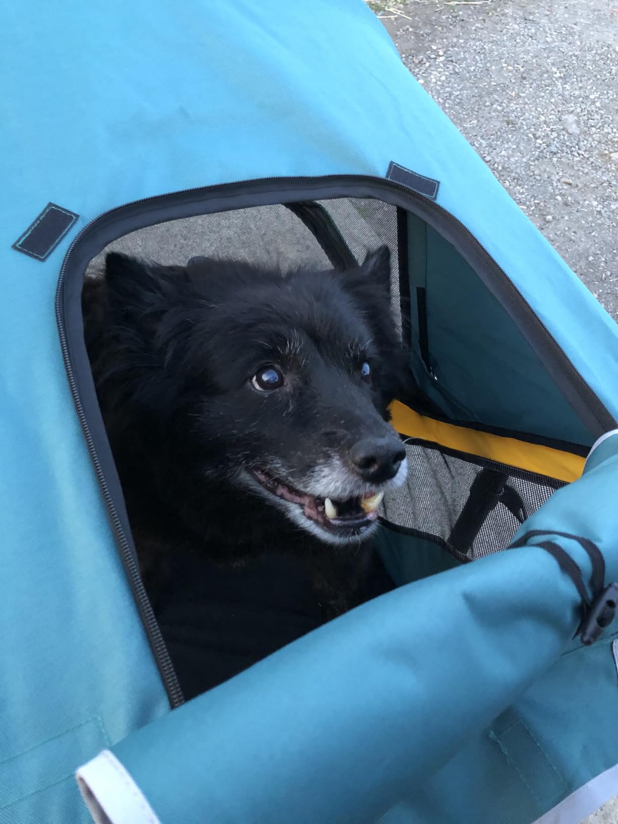 Petbobi Dog Stroller for Large Medium Dogs up to 80 lbs, Dual Entry | One-Hand Fold, One-Foot Brake, All Terrain 360 Swivel Front Wheel, Heavy Duty Air Mesh Wagon, Low Step-In for Senior Pets customer photo 2
