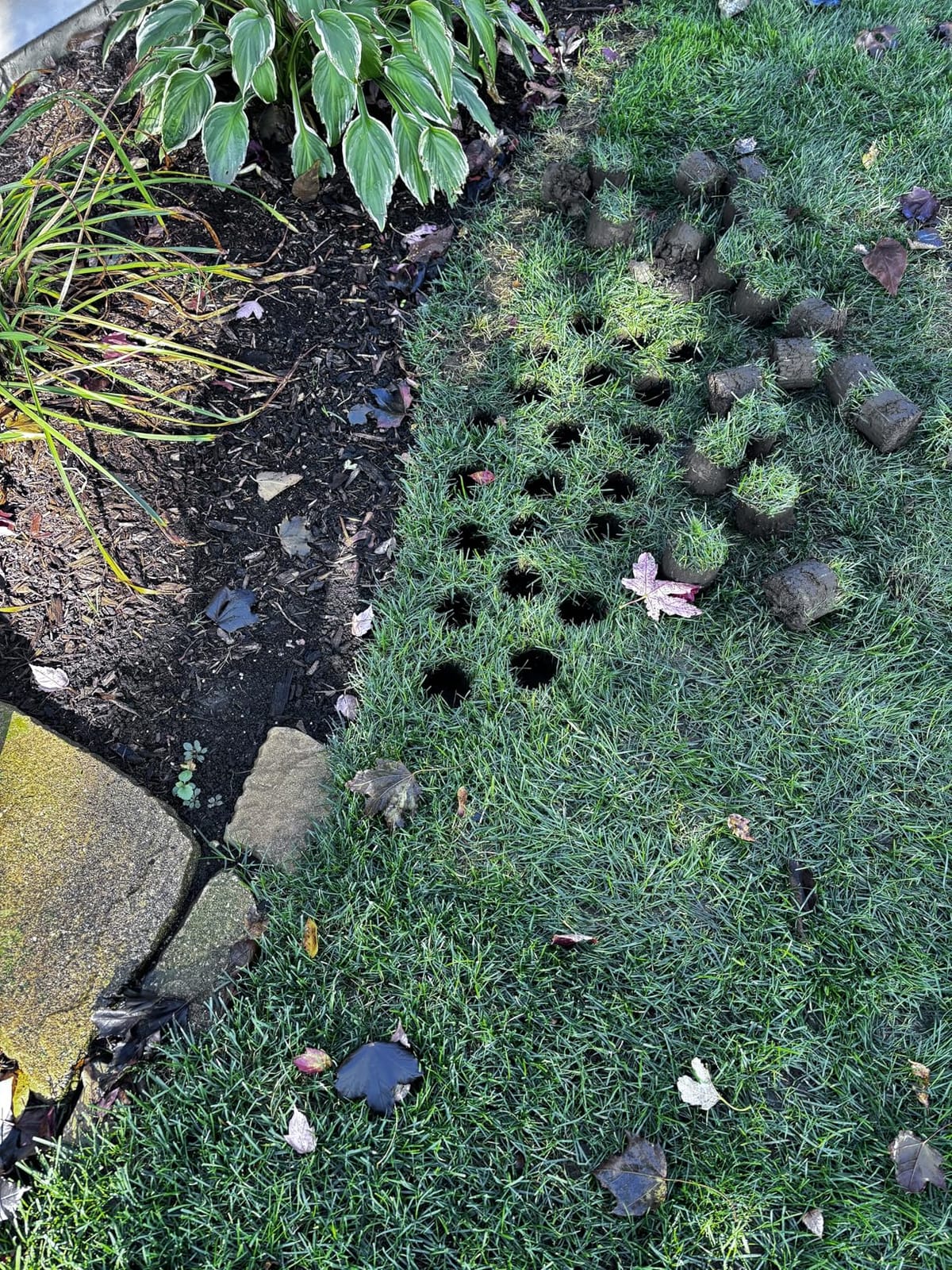 Dolibest Sod Plugger, Turf Cutter and Grass Plugger Tool with Dual Pedals, Sharp Serrations, and Non-Slip Soft Rubber Grip Handle, Perfect for Zoysia, Bermuda and More (Upgrade) customer photo 2