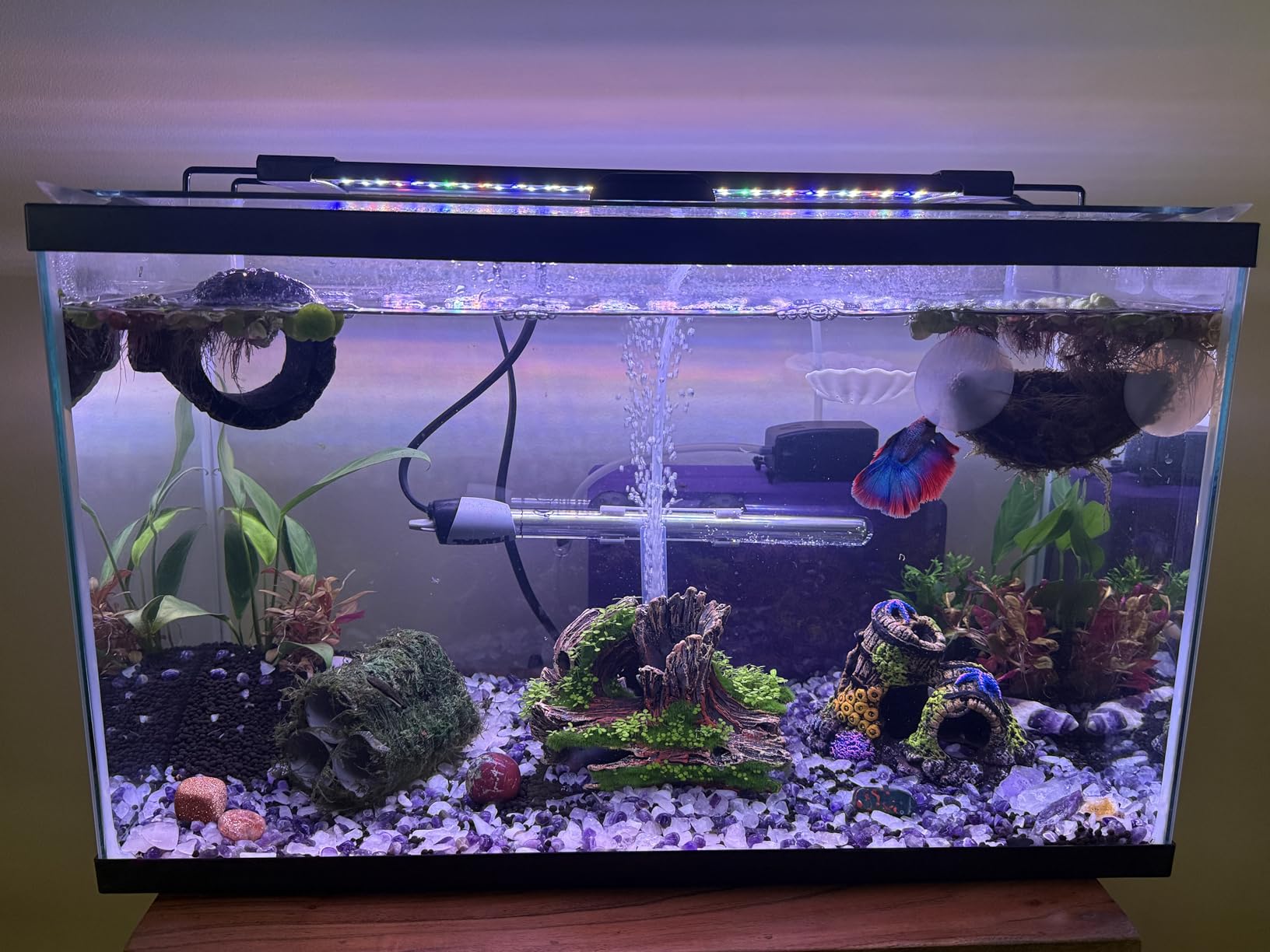 AQQA LED Aquarium Light, 24/7 & DIY Mode Full Spectrum Fish Tank Light | Adjustable Timer/Brightness, Extendable Bracket Aquarium Plant Light, Memory Function, IP68 Waterproof, for 18-24 Inch Tank customer photo 2