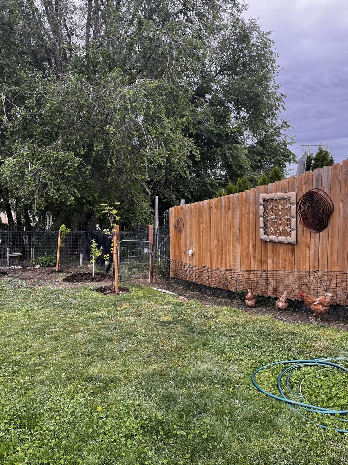 VEVOR Chicken Tunnels for Yard, Metal Poultry Playpen for Outside with Waterproof Cover & Corner Frames, 157.5 x 39.4 x 24.2 inch (LxWxH), Also Widely Used for Ducks, Rabbits, Geese Coop customer photo 1